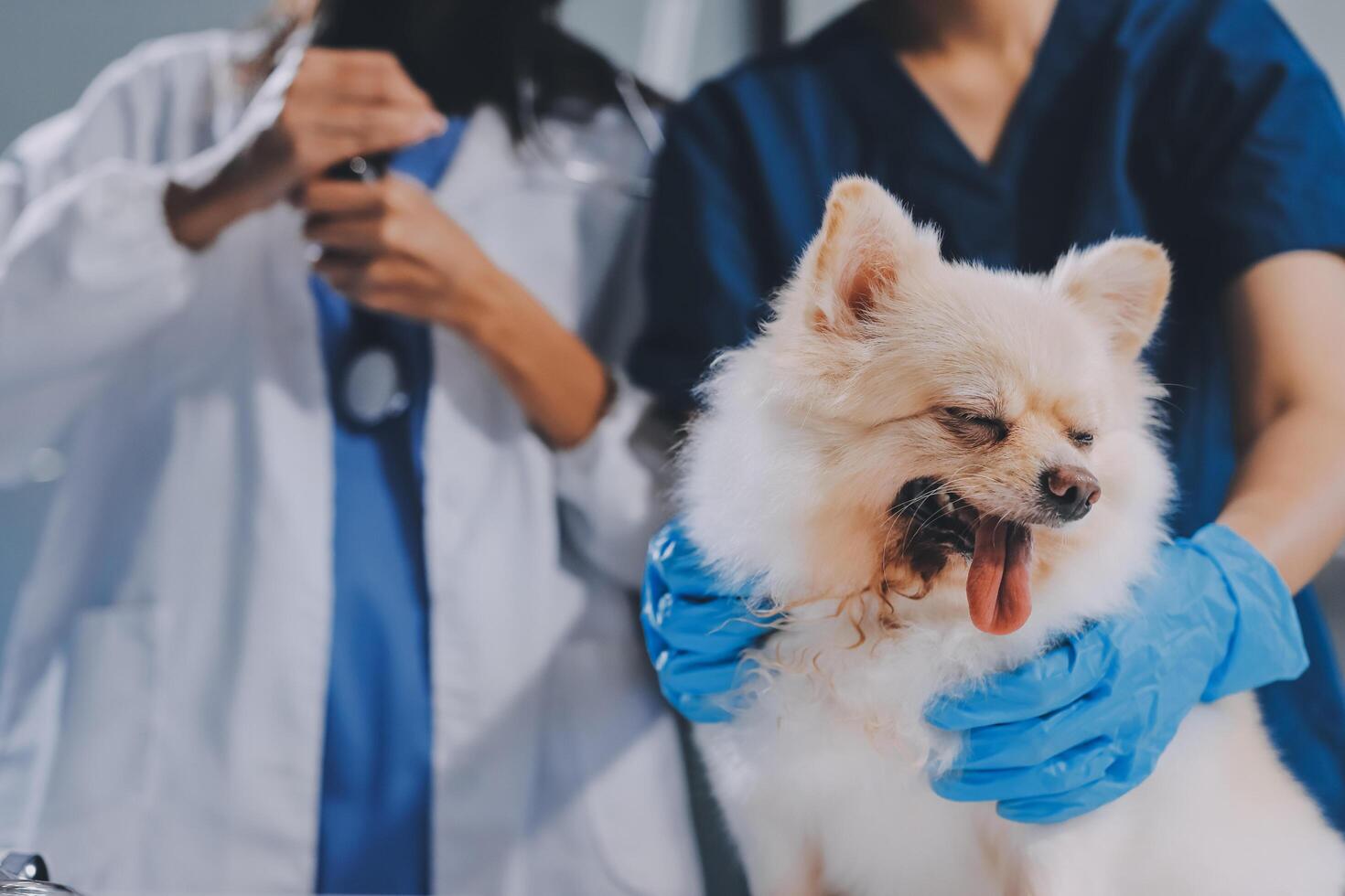 Closeup shot of veterinarian hands checking dog by stethoscope in vet clinic photo