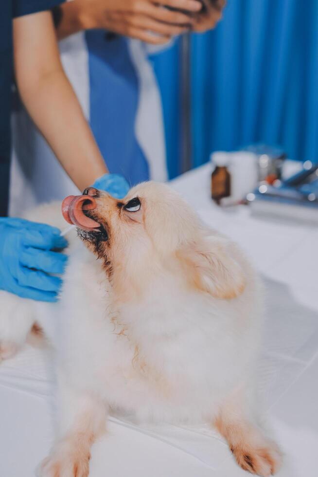 Closeup shot of veterinarian hands checking dog by stethoscope in vet clinic photo