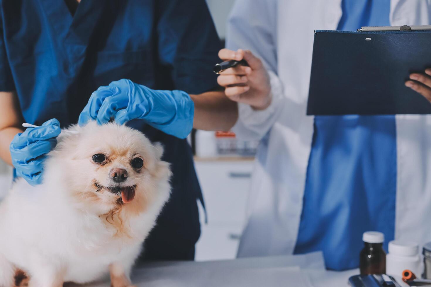 Closeup shot of veterinarian hands checking dog by stethoscope in vet clinic photo