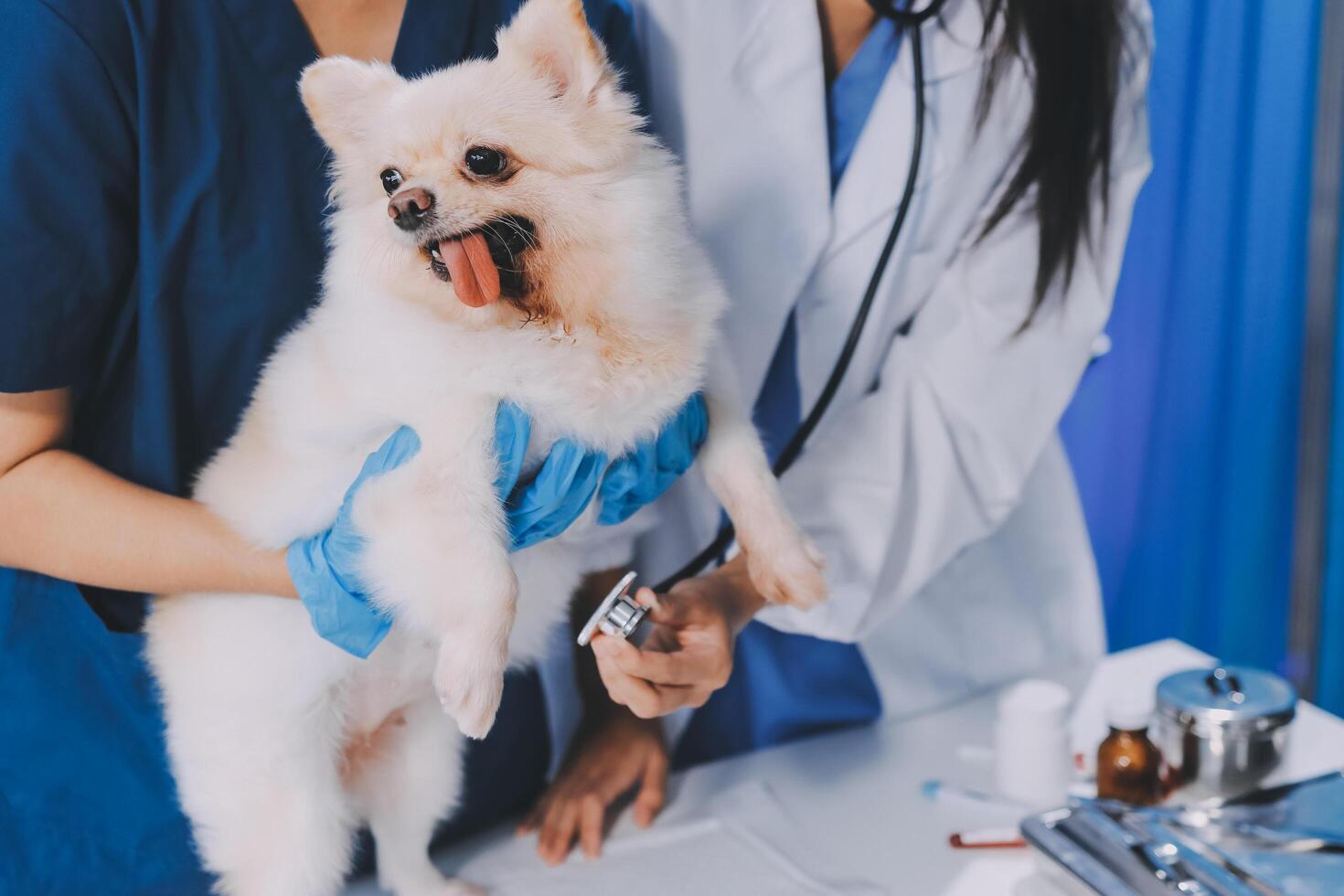 Closeup shot of veterinarian hands checking dog by stethoscope in vet clinic photo