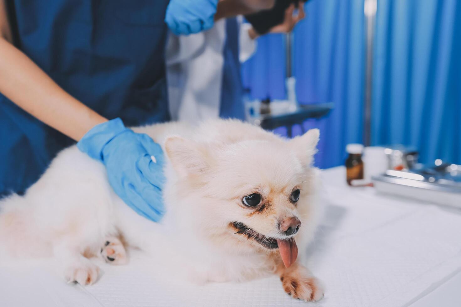 Closeup shot of veterinarian hands checking dog by stethoscope in vet clinic photo