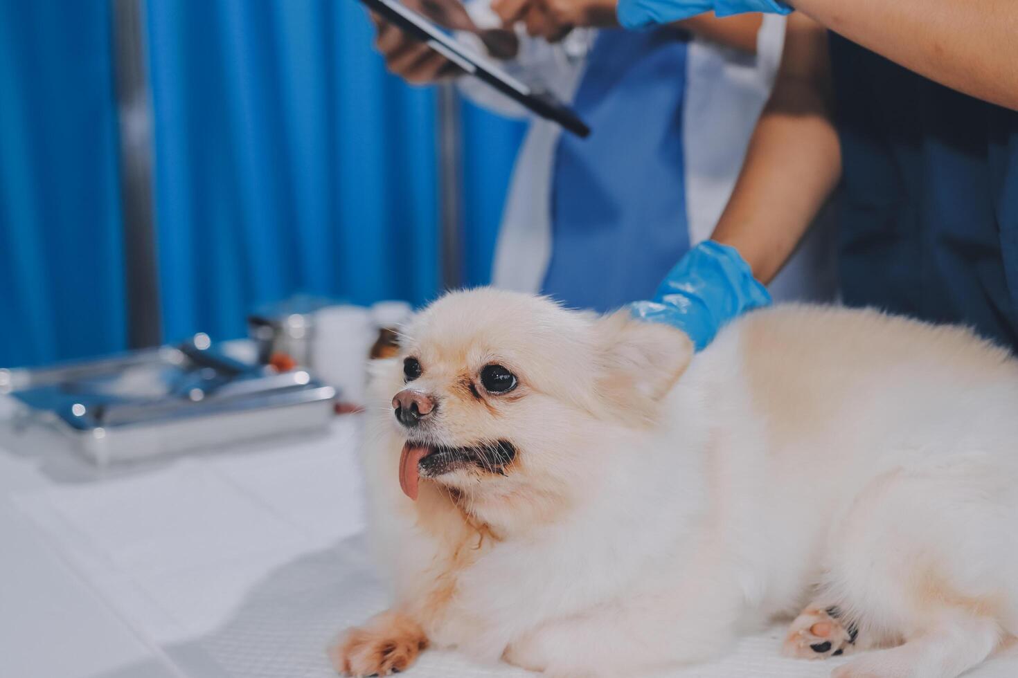 Closeup shot of veterinarian hands checking dog by stethoscope in vet clinic photo