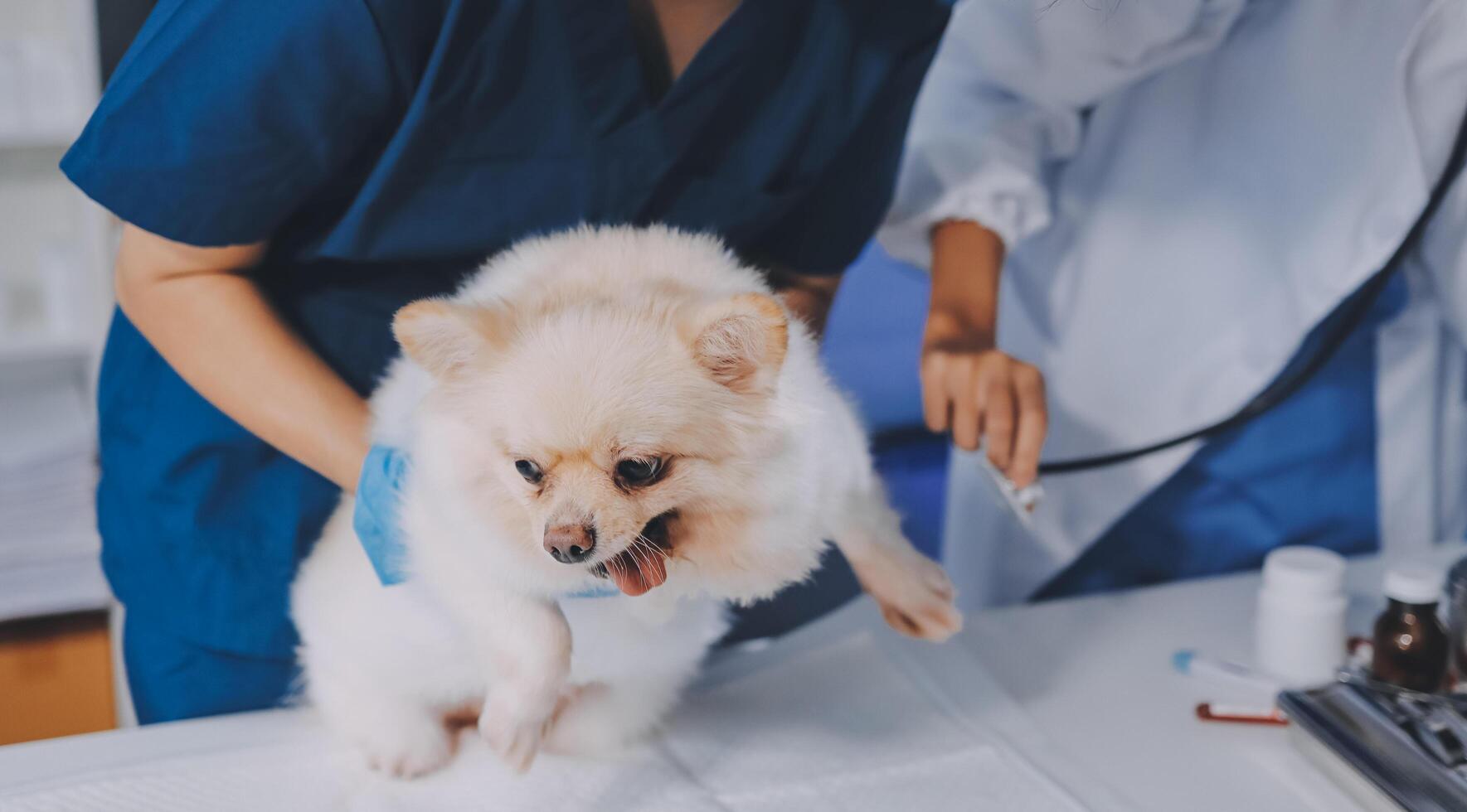 Closeup shot of veterinarian hands checking dog by stethoscope in vet clinic photo