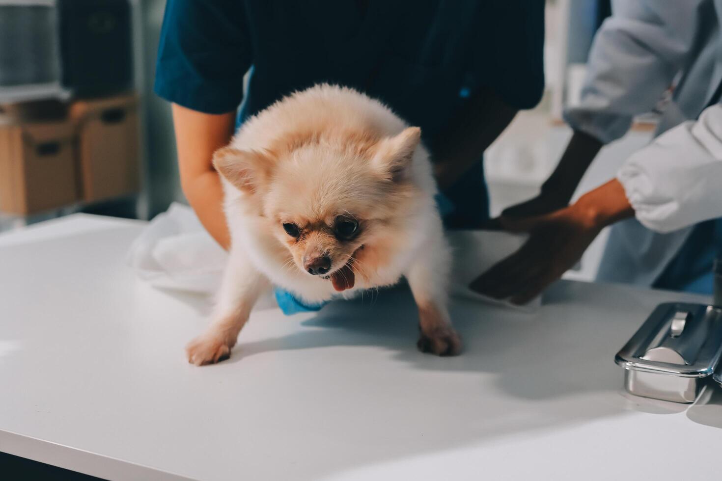 Closeup shot of veterinarian hands checking dog by stethoscope in vet clinic photo
