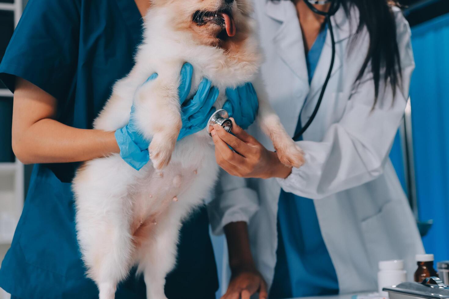 Closeup shot of veterinarian hands checking dog by stethoscope in vet clinic photo