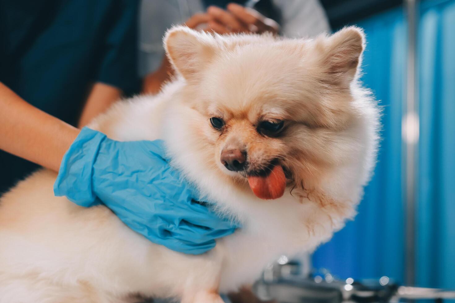 Closeup shot of veterinarian hands checking dog by stethoscope in vet clinic photo