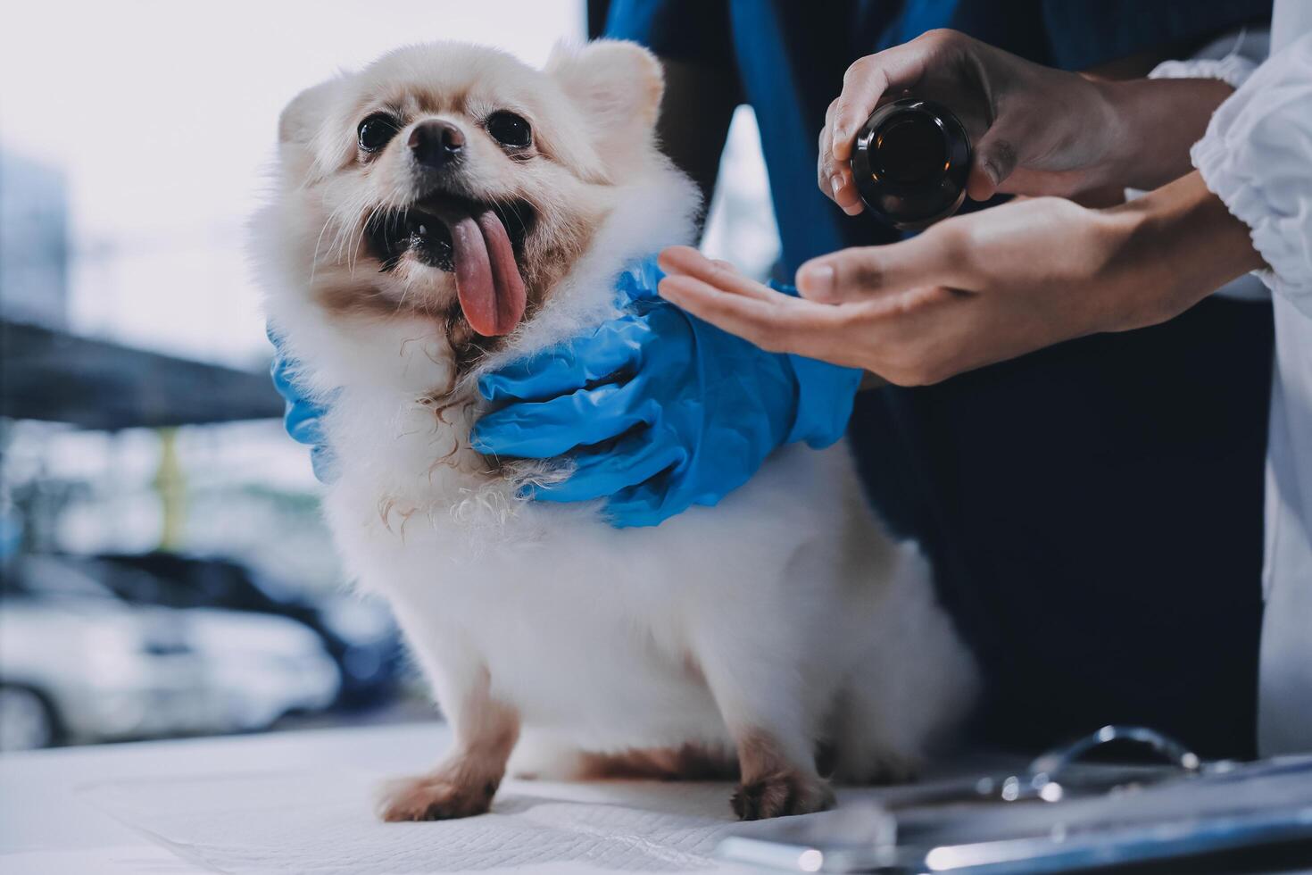 Closeup shot of veterinarian hands checking dog by stethoscope in vet clinic photo