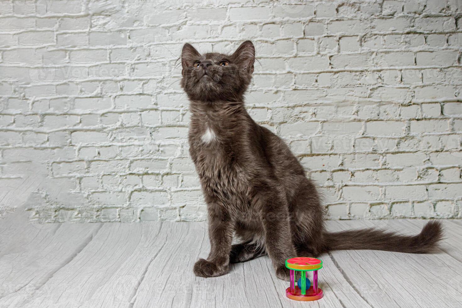 Beautiful gray cat on a brick wall background photo