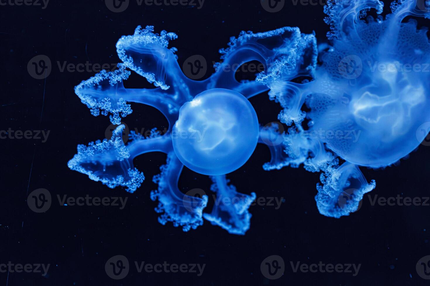 underwater shot of beautiful Marbled Jellyfish Lychnorhiza Lucerna photo