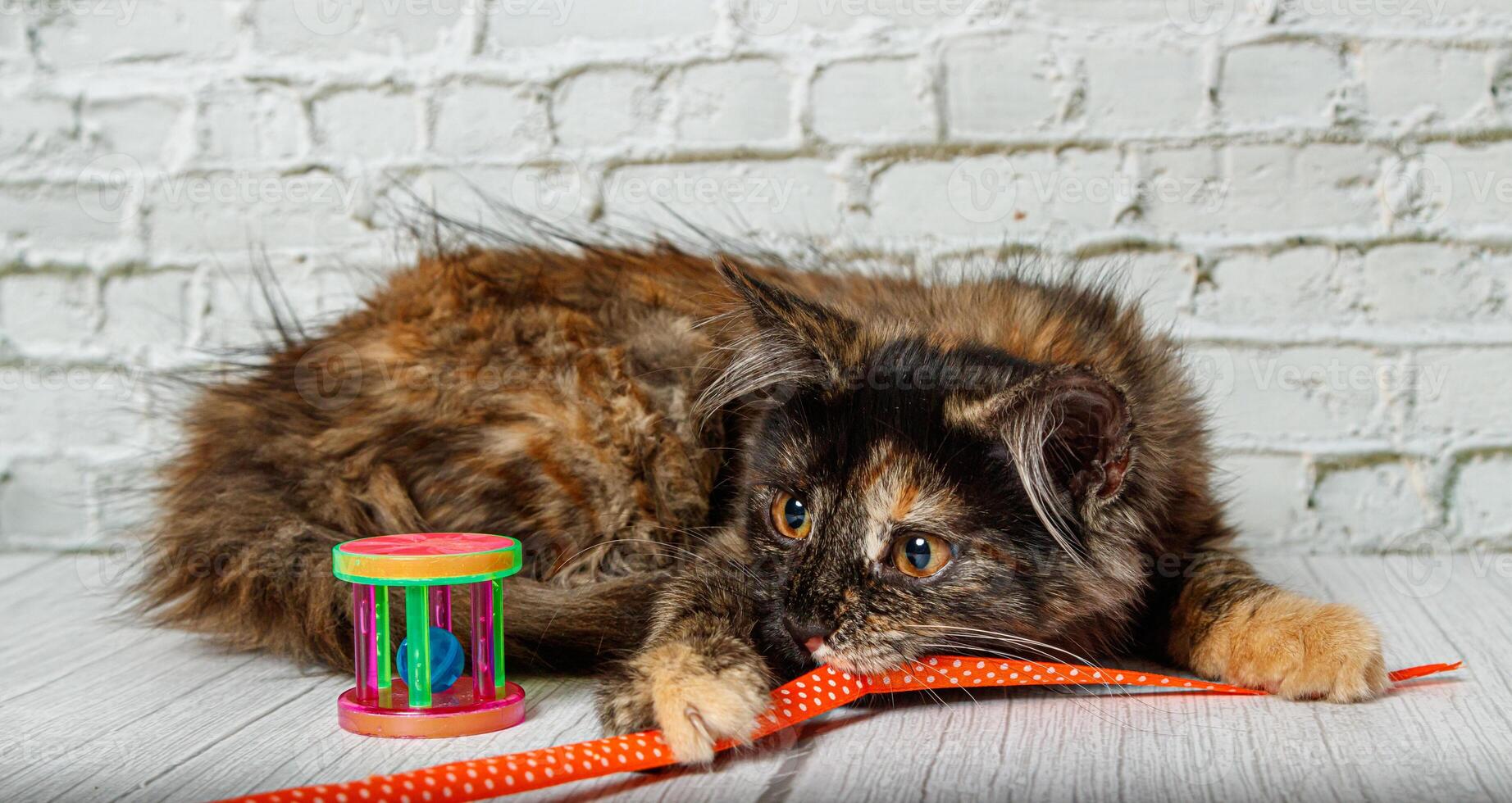 Beautiful little cat girl on a background of a brick wall photo