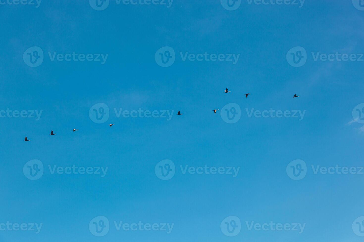 a flock of birds flying in the blue sky photo
