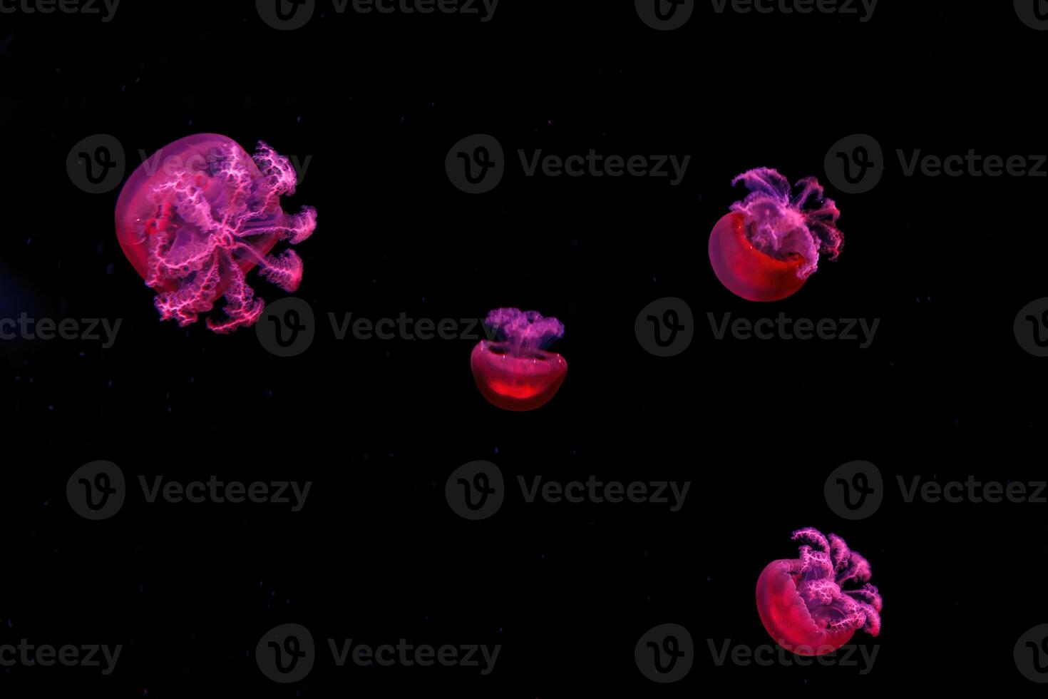macro photography underwater rhizostoma luteum jellyfish photo