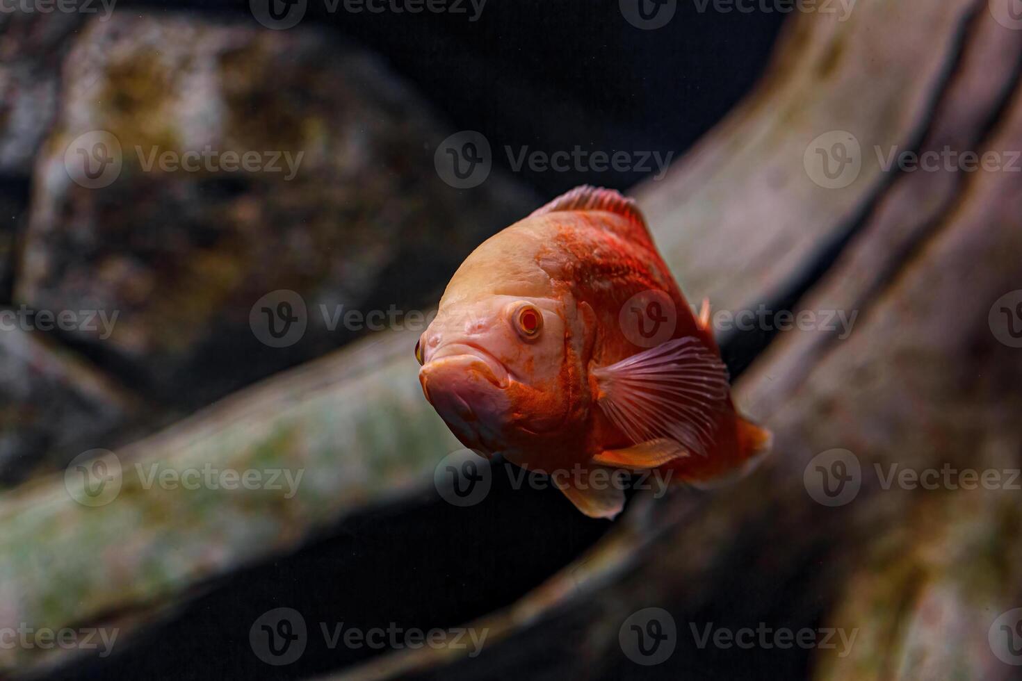 Underwater photography of Oscar fish fish photo