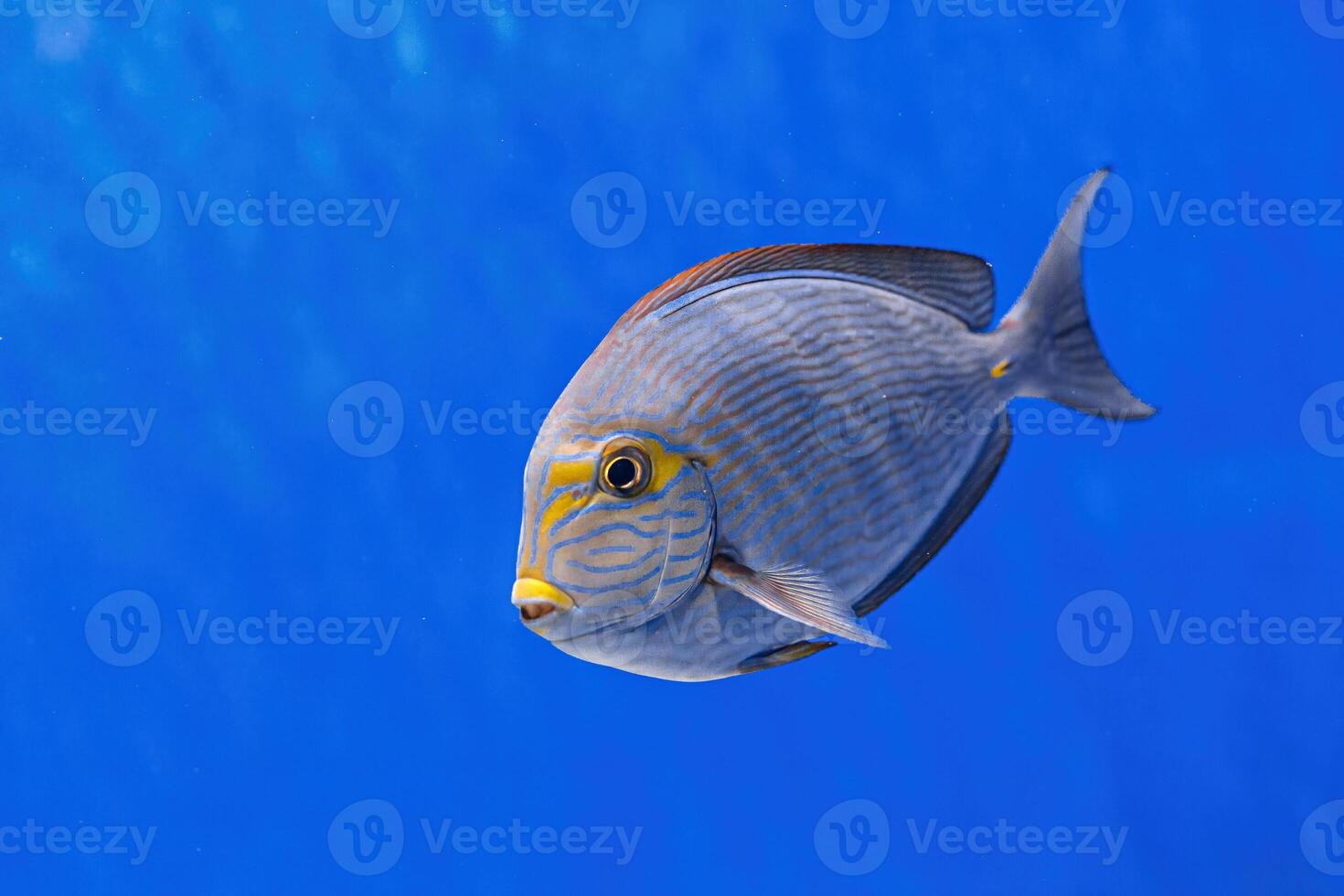 Underwater shot of fish Acanthurus mata photo
