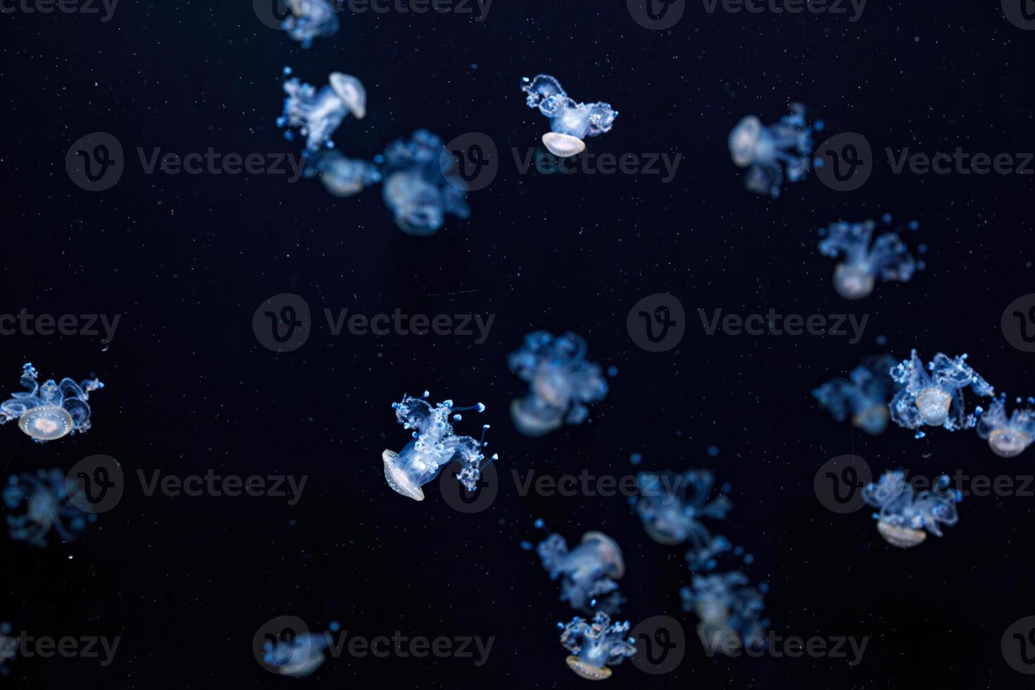 underwater shot of a beautiful Australian Spotted Jellyfish photo