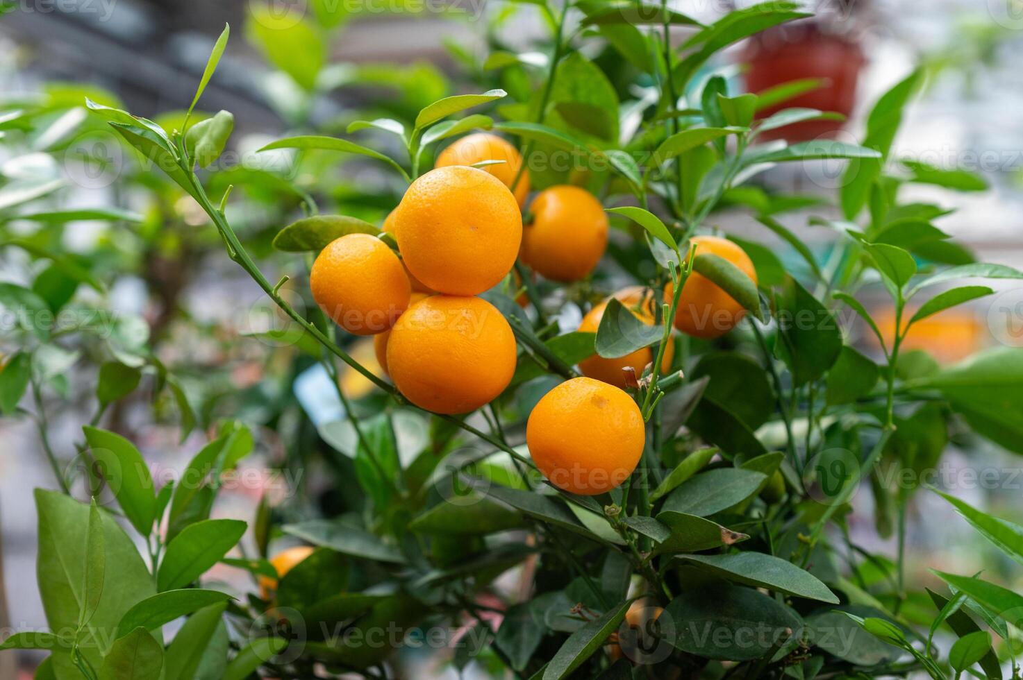 Branch with ripe oranges growing on green leaves in a garden. photo
