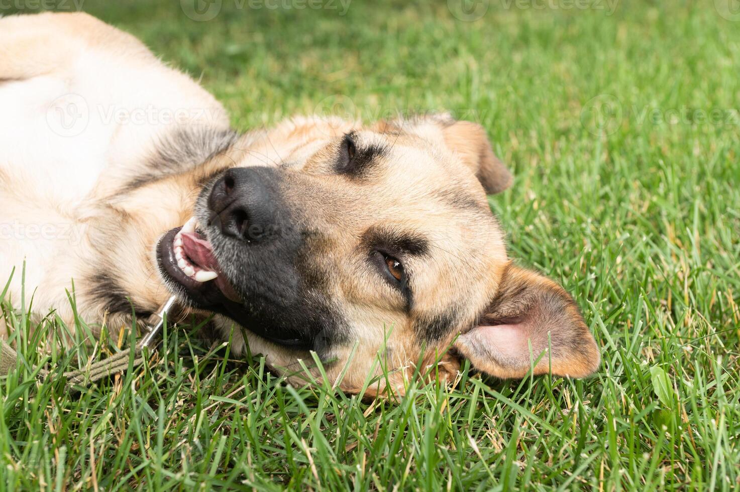 Relaxed Dog Enjoying Sunshine on Green Grass photo