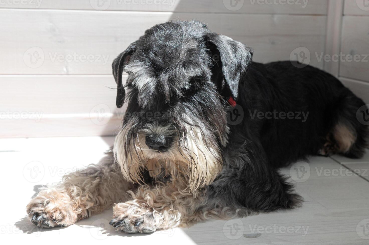 A black and silver Schnauzer. Black Schnauzer dog lying on light wooden floor indoors. photo