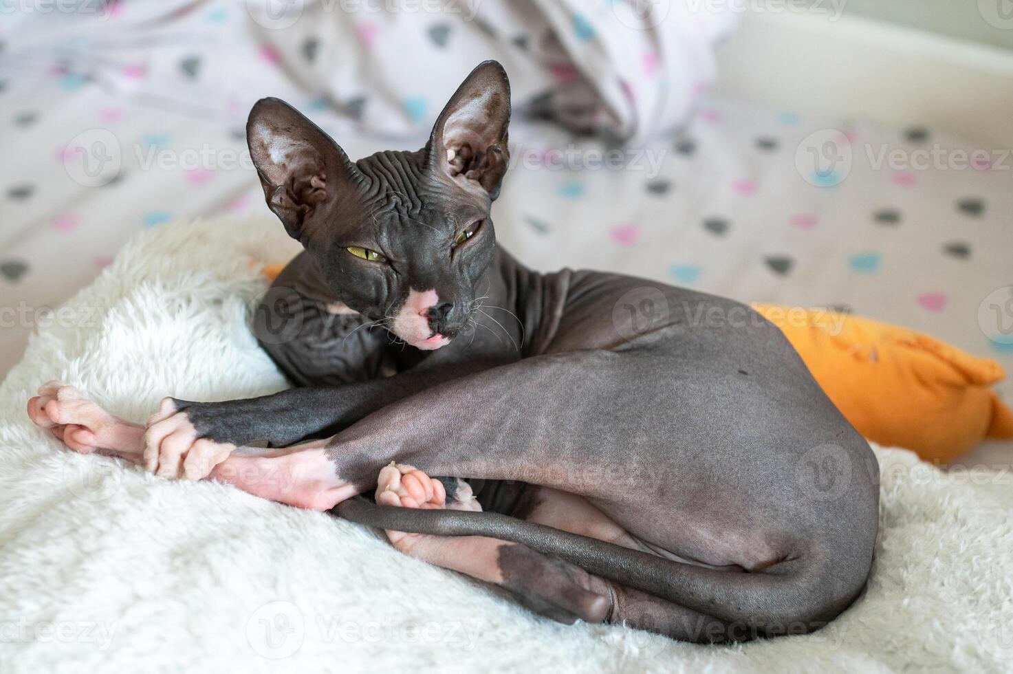 Relaxed Sphynx Cat Lounging on Soft Bed photo