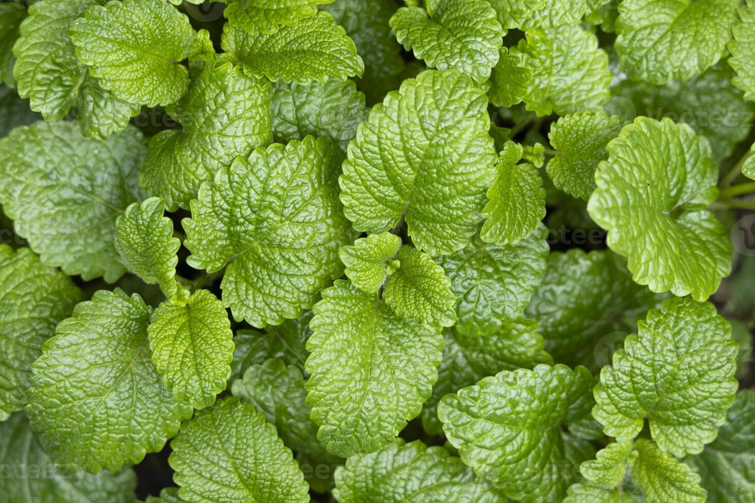 Peppermint leaf texture close up, pattern of green mint leaves, top view. Freshness organic background. photo