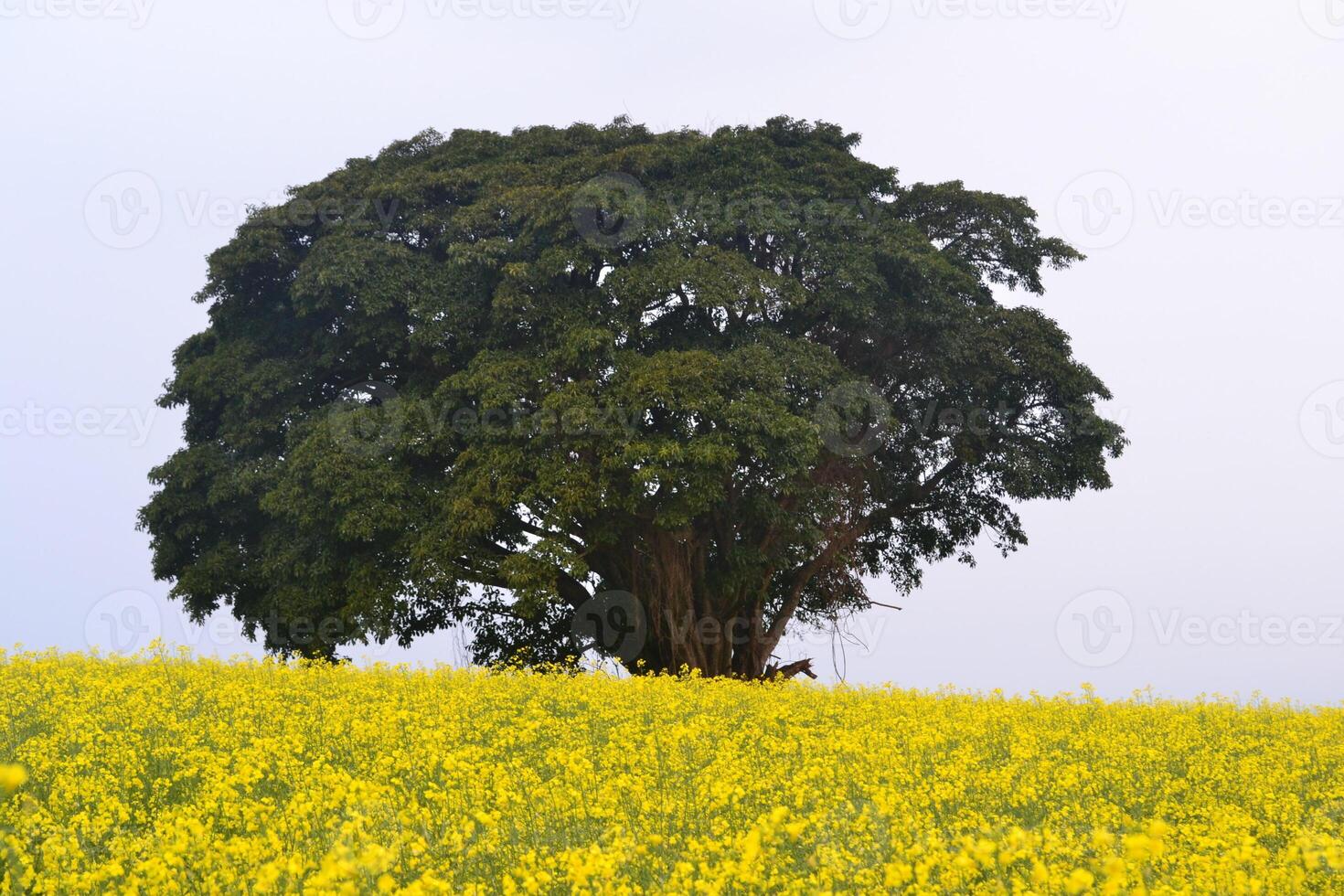 Photo of a tree in a field of flowers.