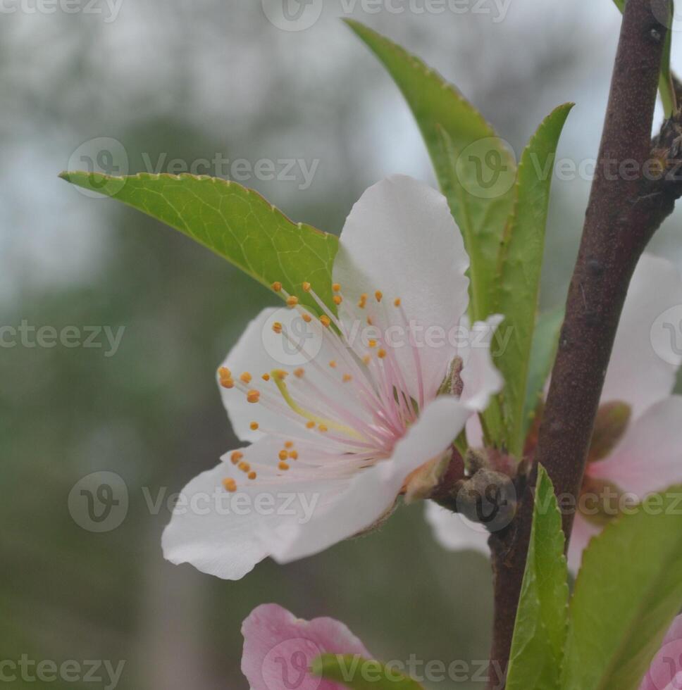 Photo of a peach flower.