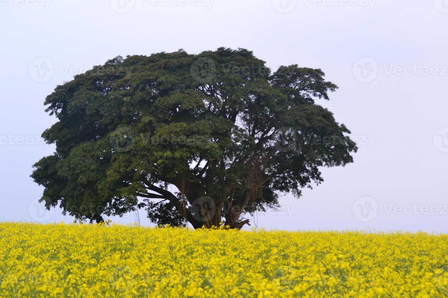 Photo of a tree in a field of flowers.