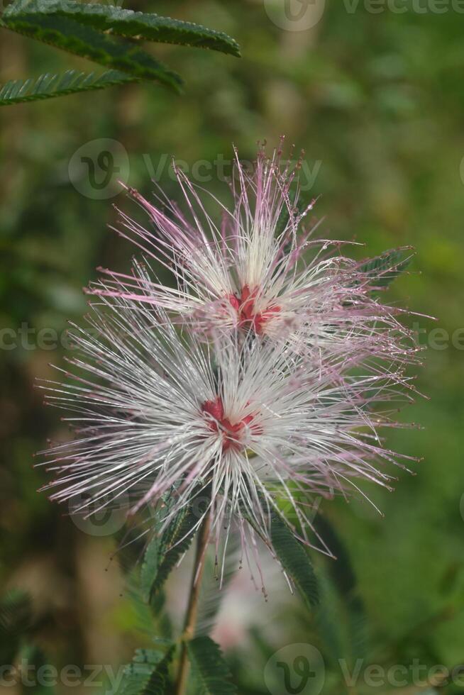 Photo of a caliandra flower.