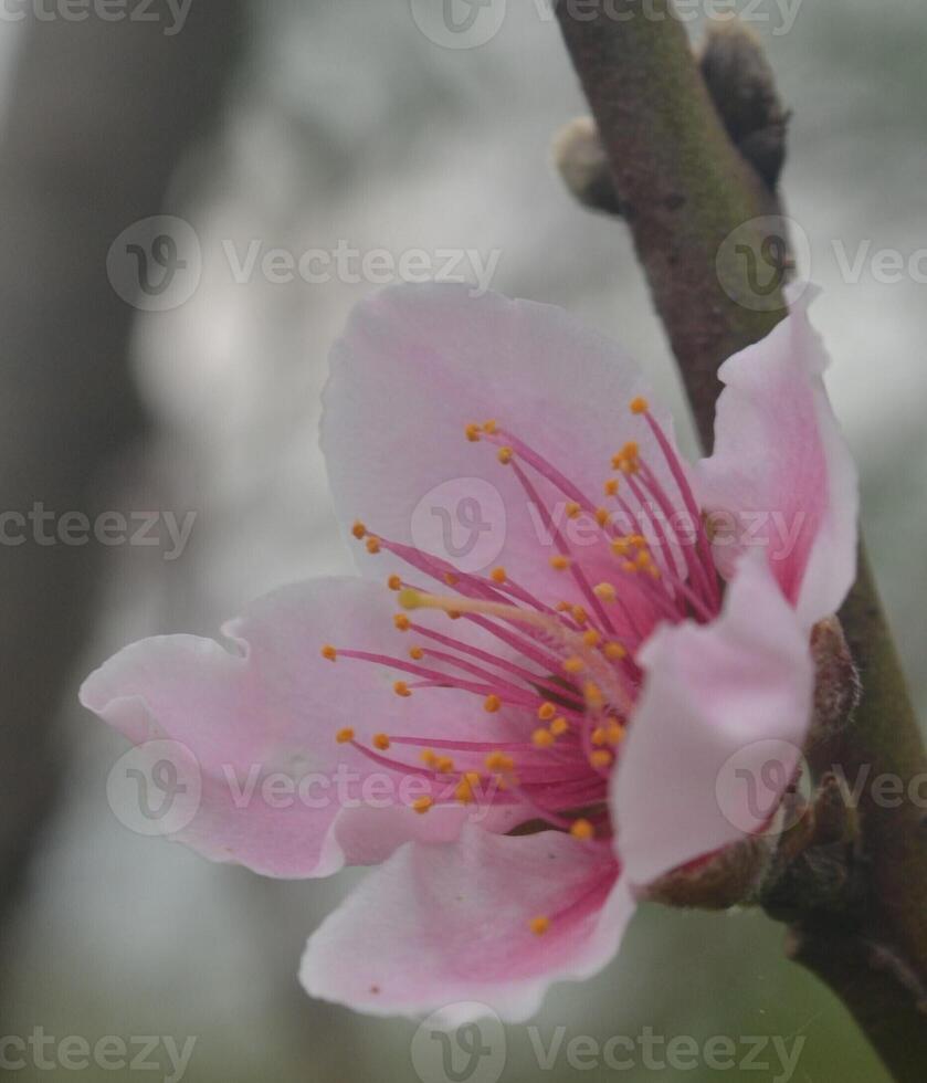 Photo of a peach flower.