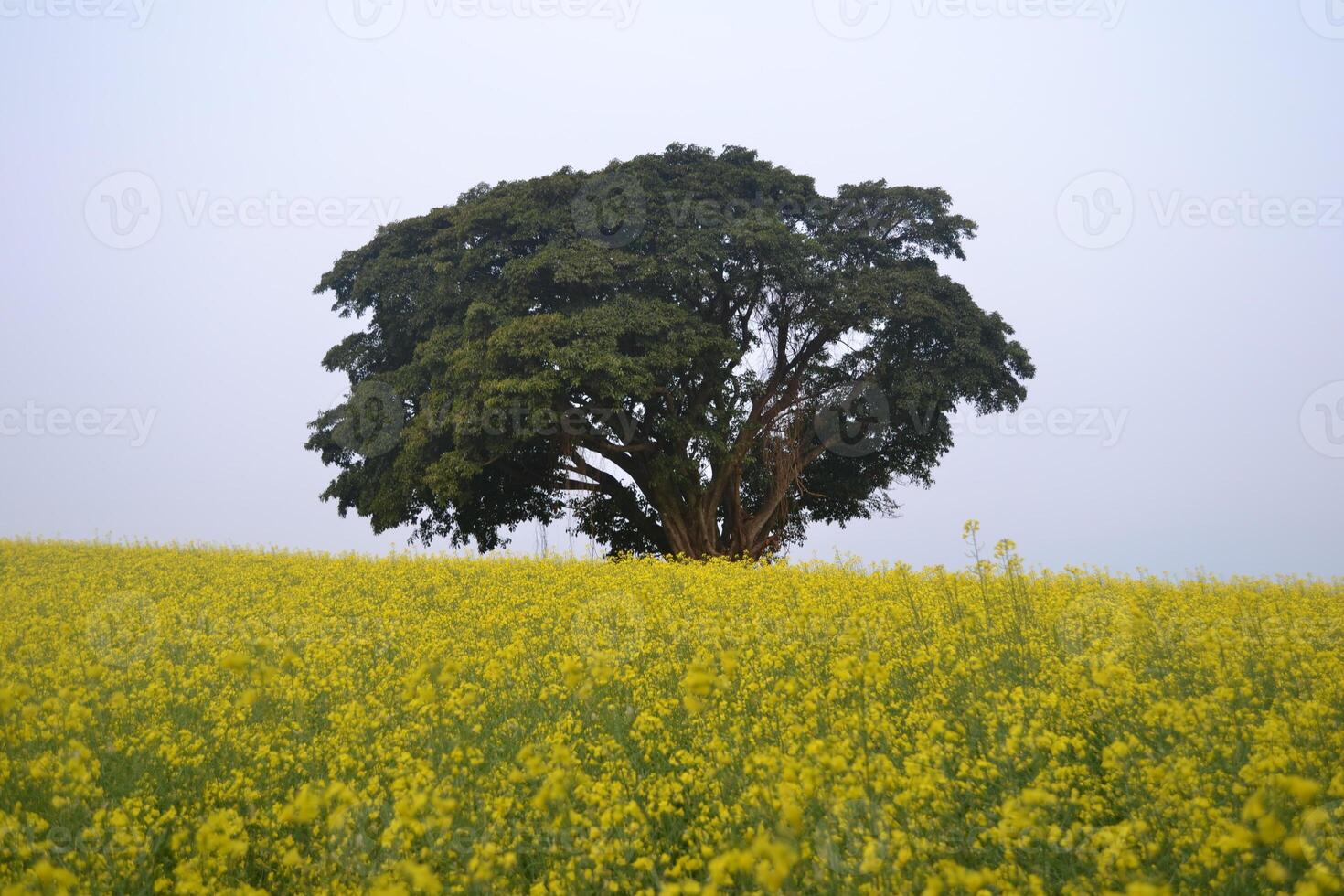 Photo of a tree in a field of flowers.
