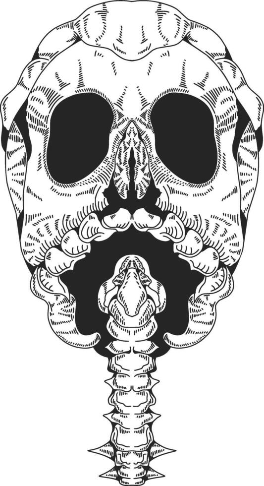 A cross hatched illustration of a skull with its cervical vertebrae, reminiscent of engraving style, simple yet meaningful. vector