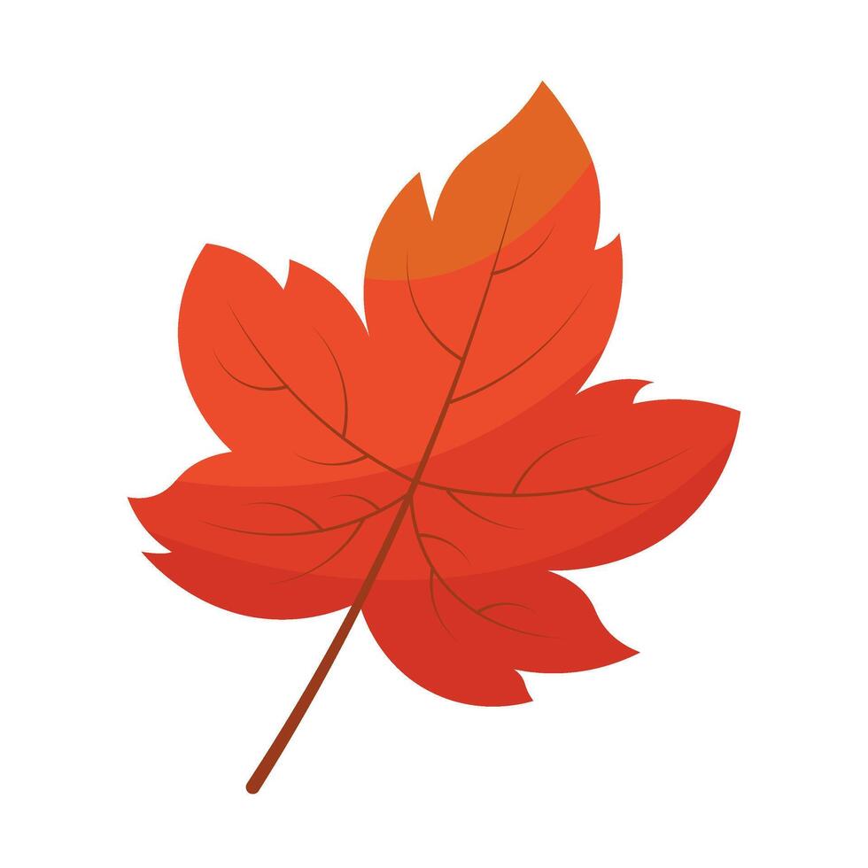A red maple leaf on a white background vector