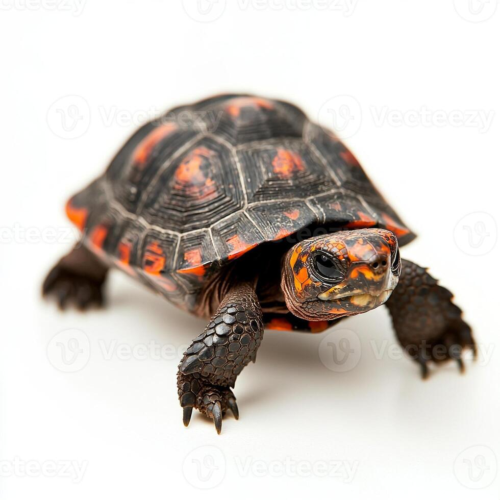 red-footed tortoise takes measured steps, revealing its beautifully patterned shell with vivid red accents photo