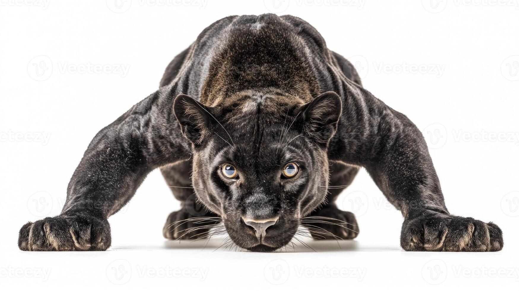 black panther lies stealthily. Its intense gaze reveals a predator ready to spring into action at any moment. photo