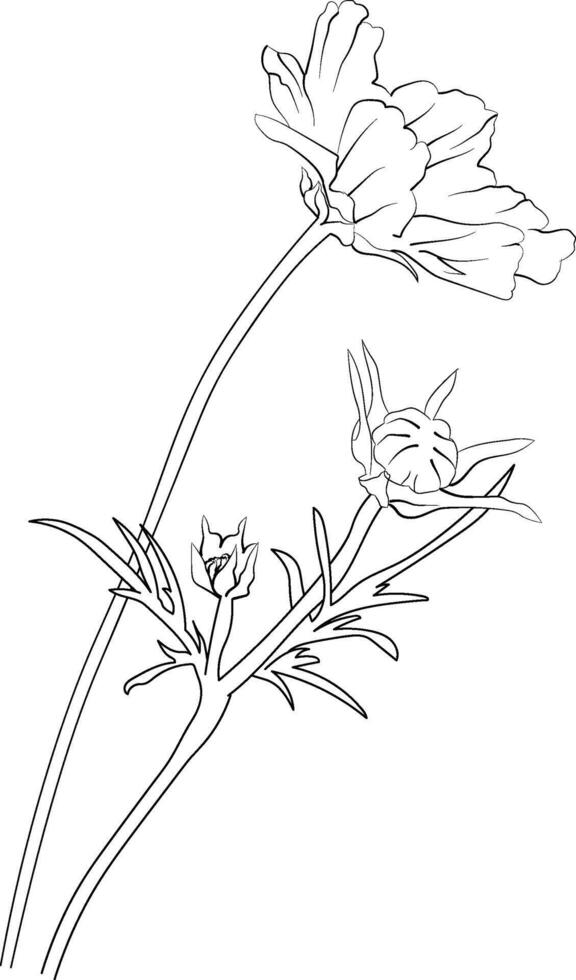 simple flower coloring pages, Coloring pages for adults, hand drawing iris flower sketch art of, blossom Cosmos flower line art illustration, floral garden for beautiful Cosmos flower vector
