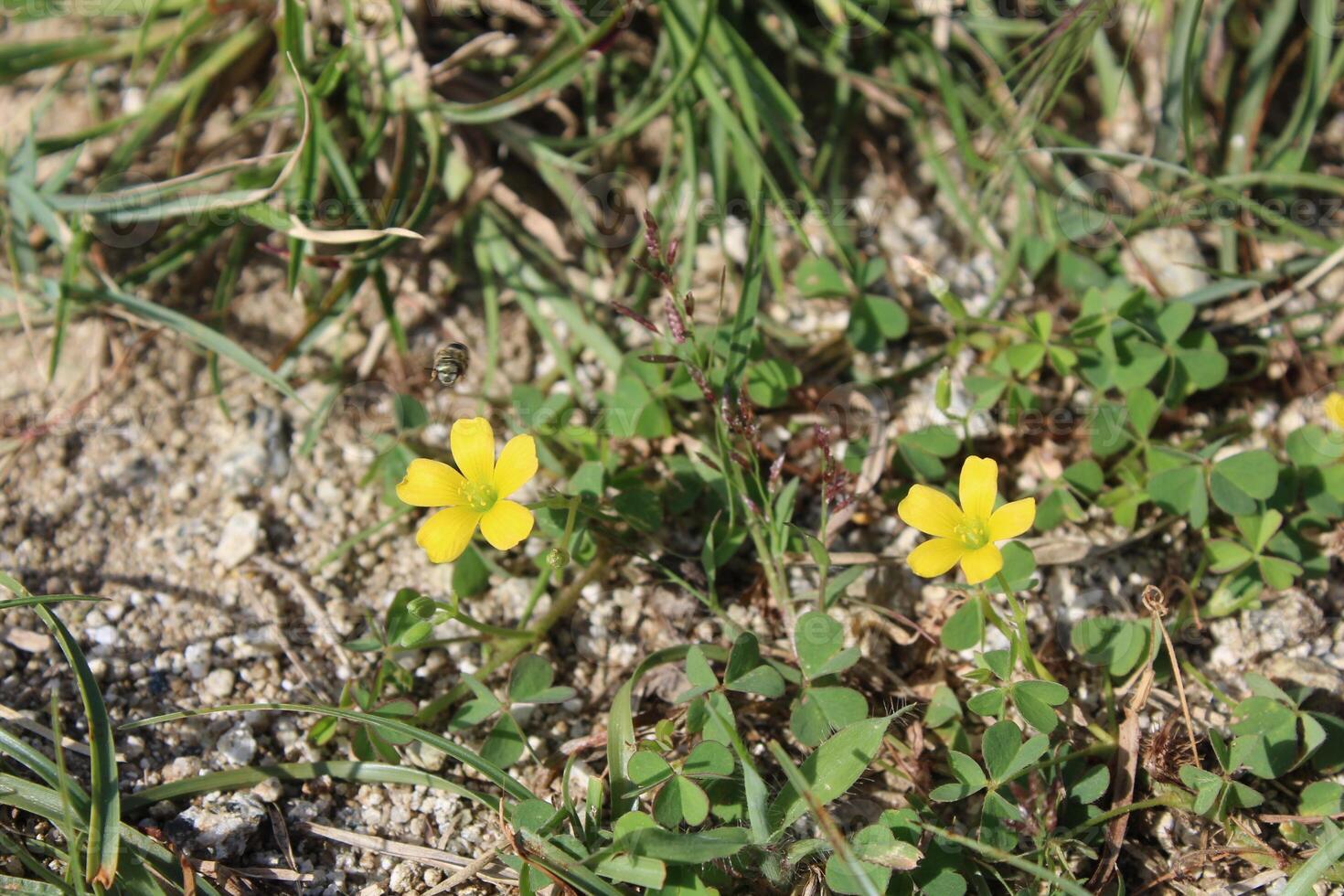 Oxalis exilis, least yellow sorrel or shady woodsorrel photo