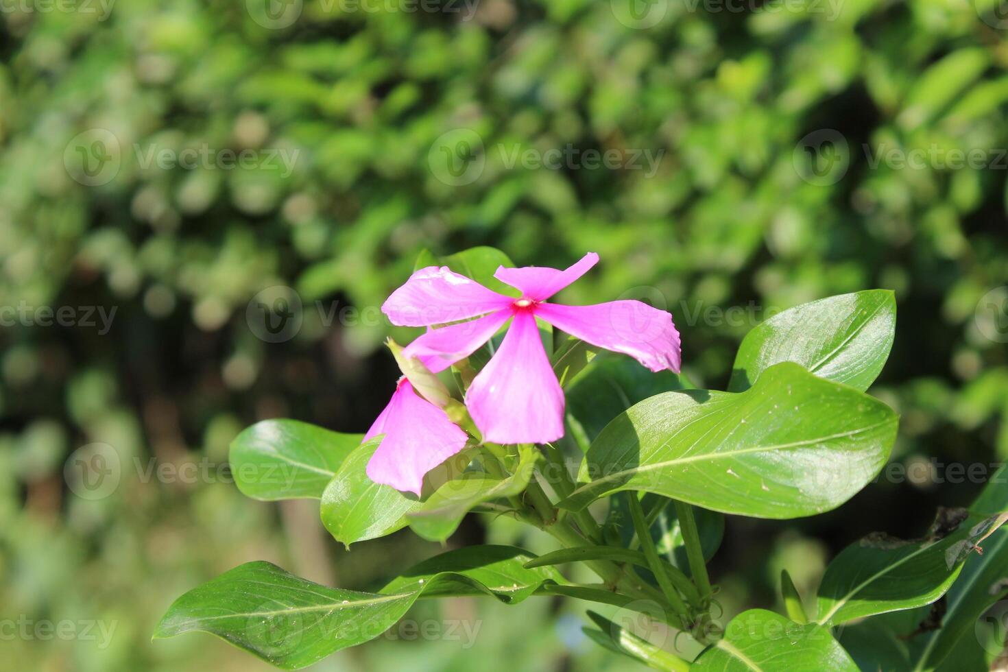Catharanthus roseus or Periwinkle flowers photo