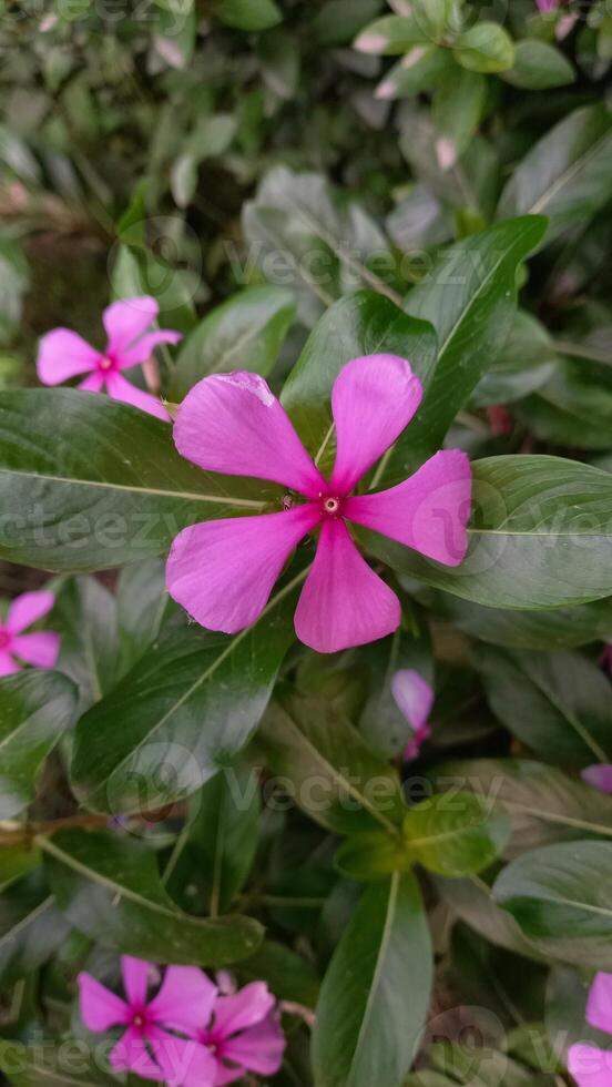 the beautiful Periwinkle purple flowers photo