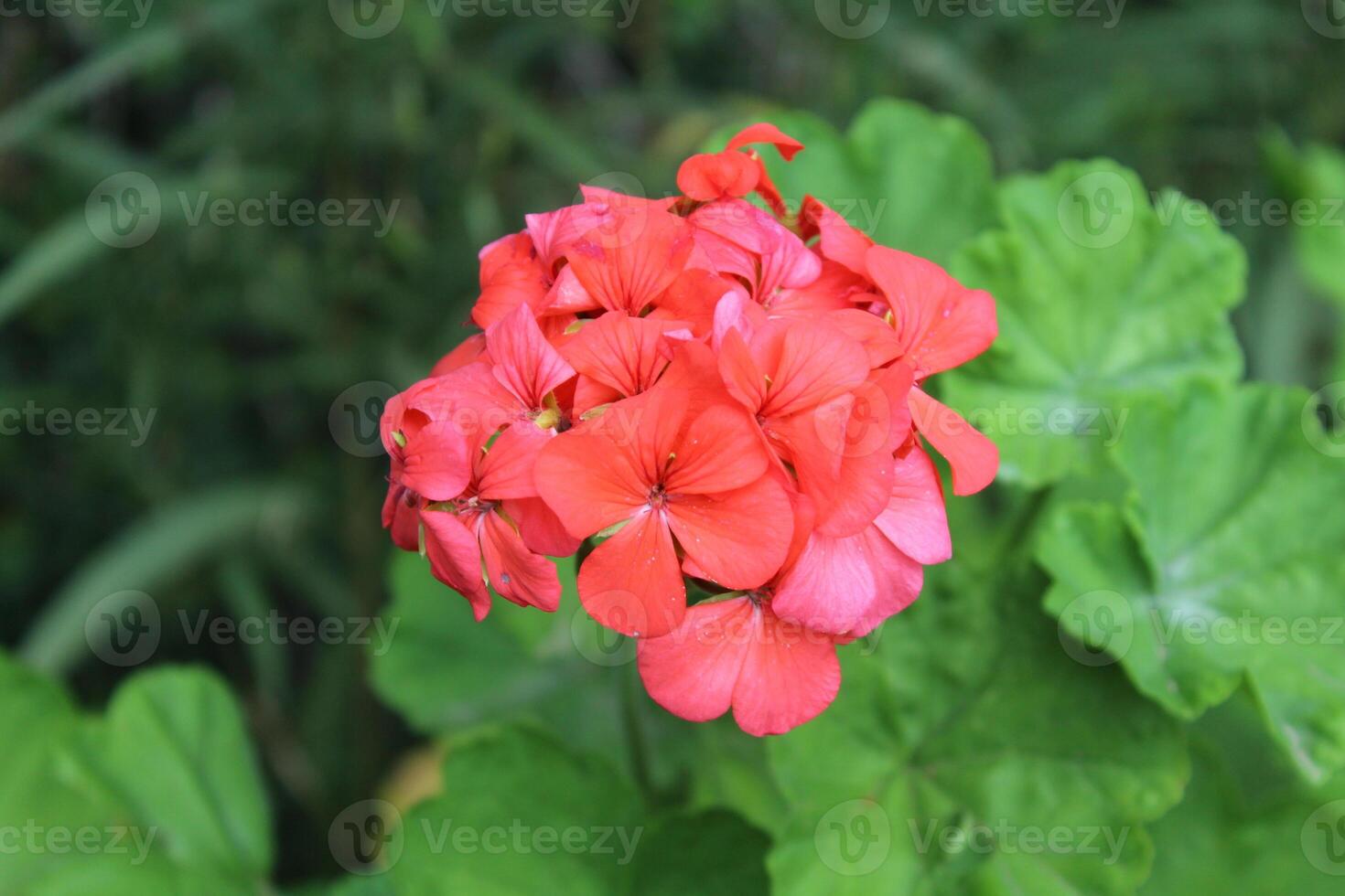 Geranium or pelargonium beautiful flowers in a summer garden photo