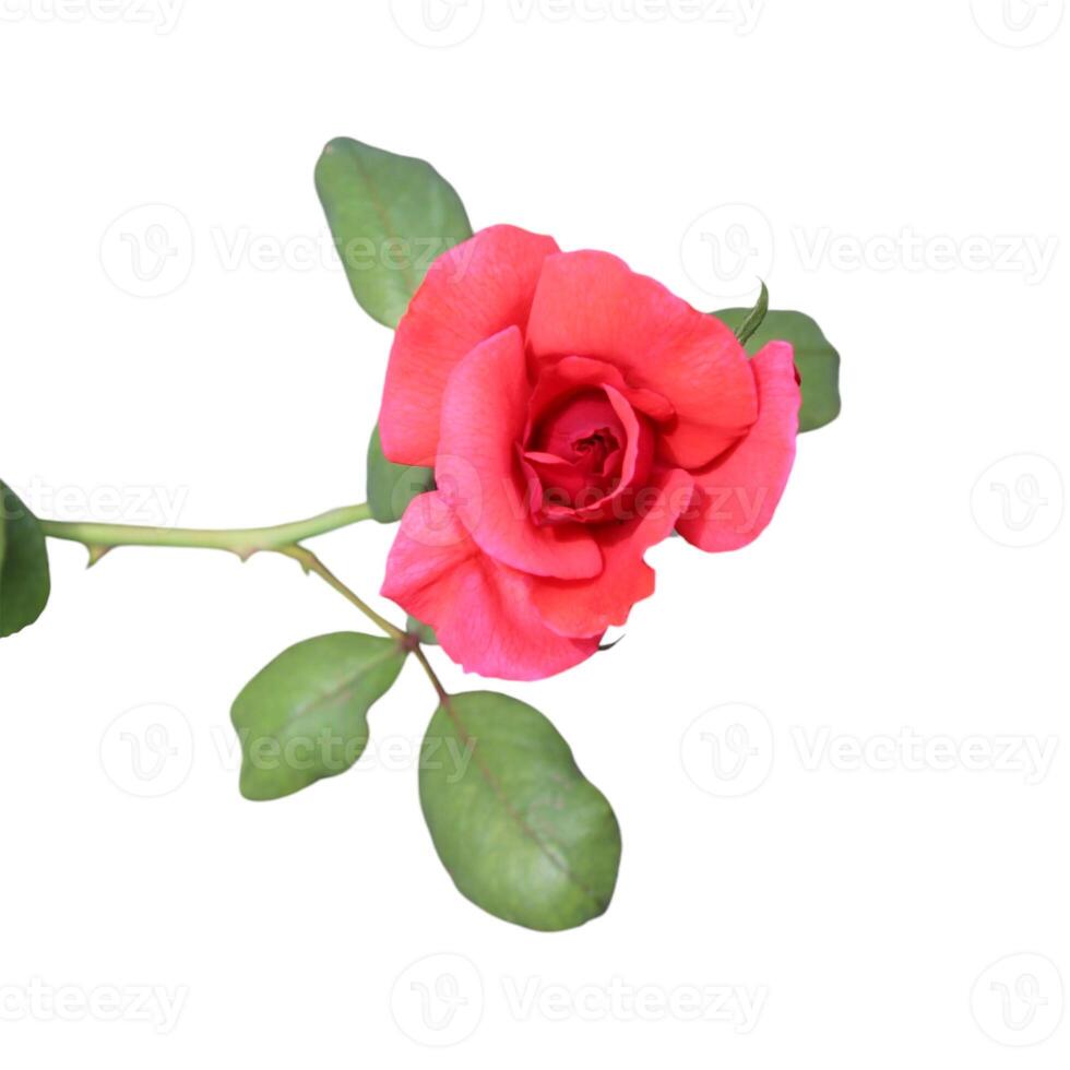 Red Rose flower with white solid color background photo