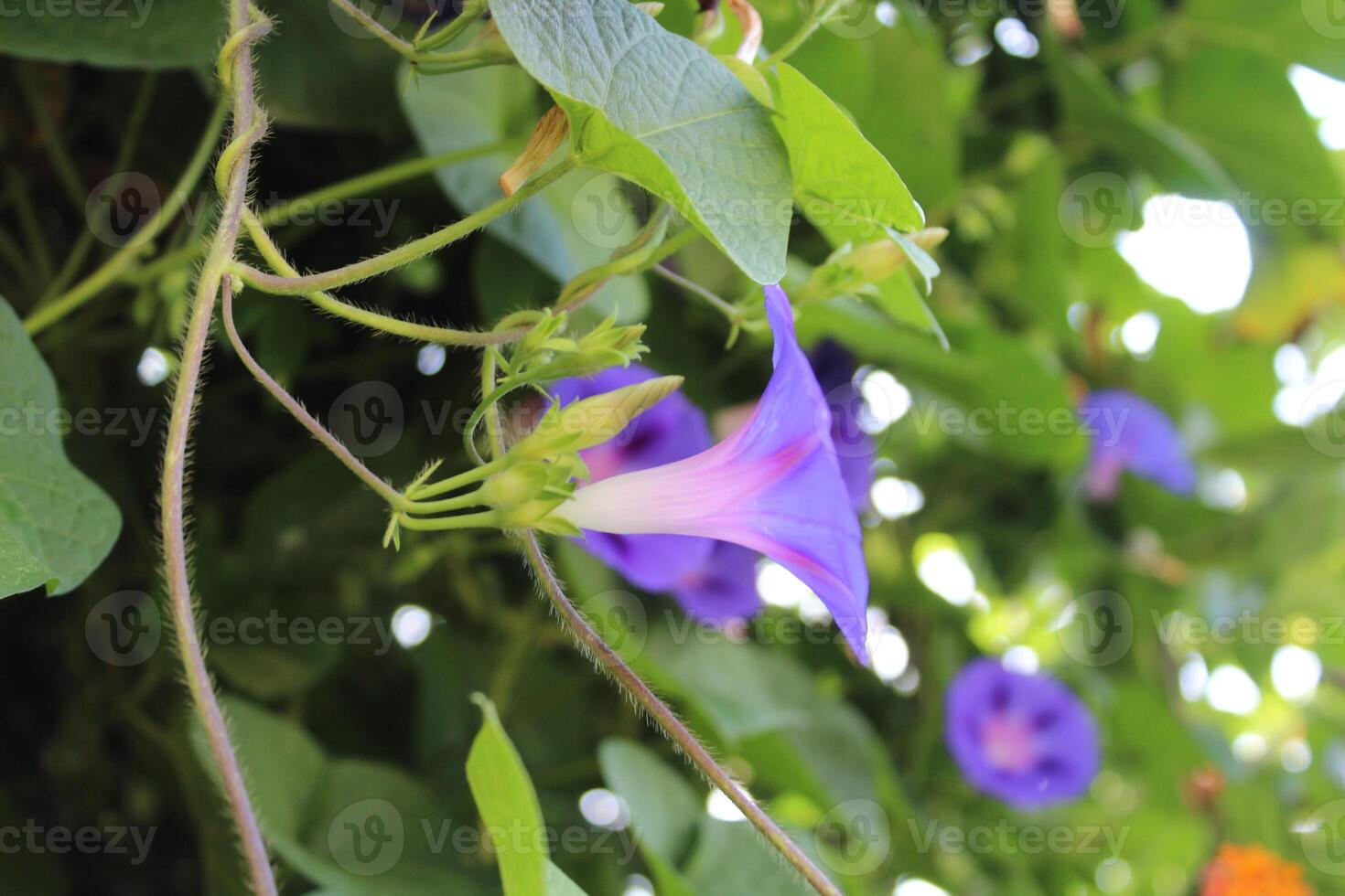 Ipomoea purpurea or Morning Glory purple flowers photo