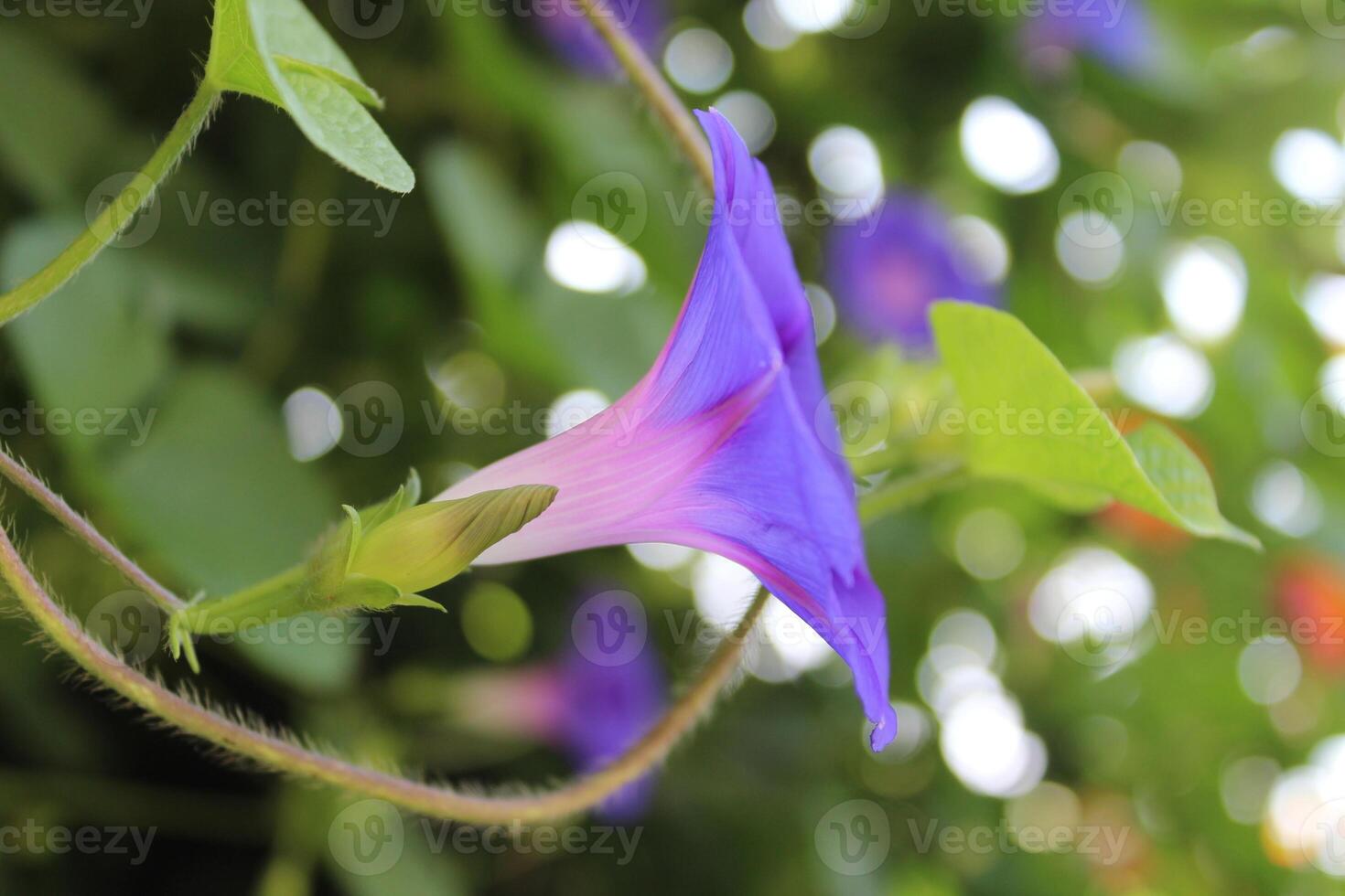 Ipomoea purpurea or Morning Glory purple flowers photo