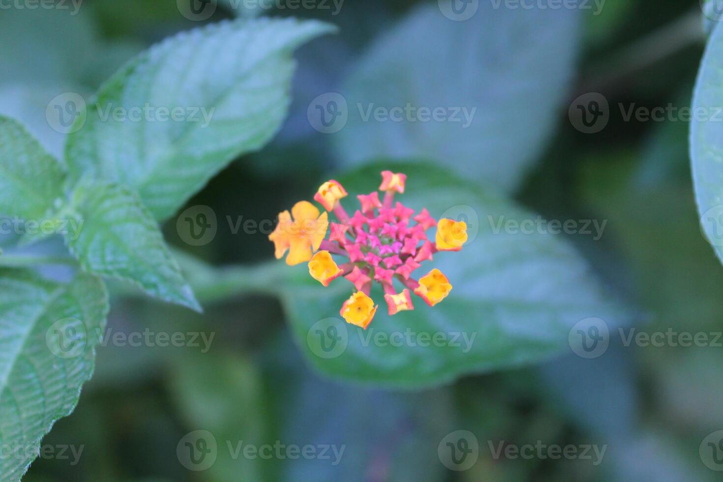 Lantana Camara, Shrub Verbena or Yellow Sage photo