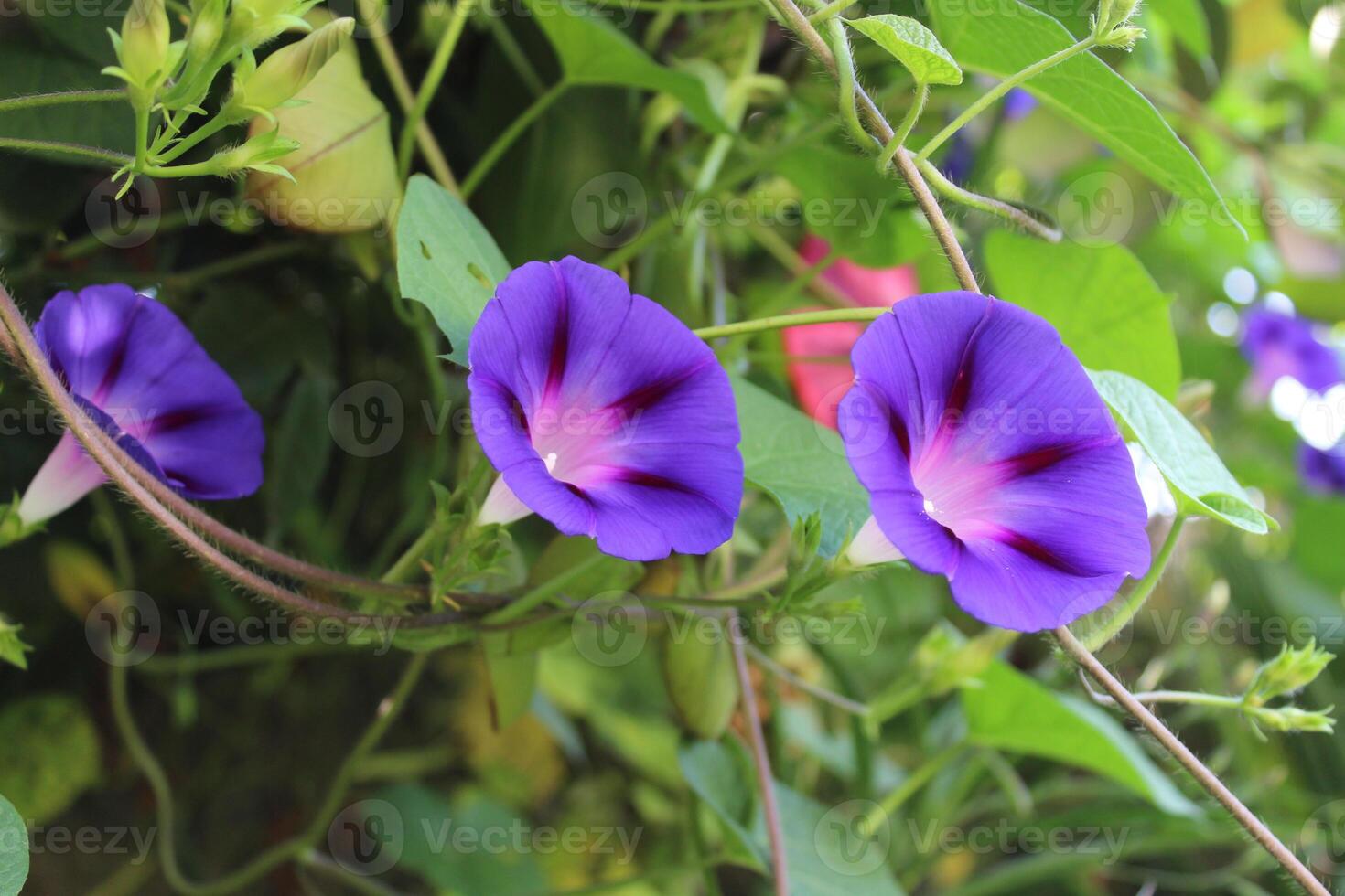 Ipomoea purpurea or Morning Glory purple flowers photo
