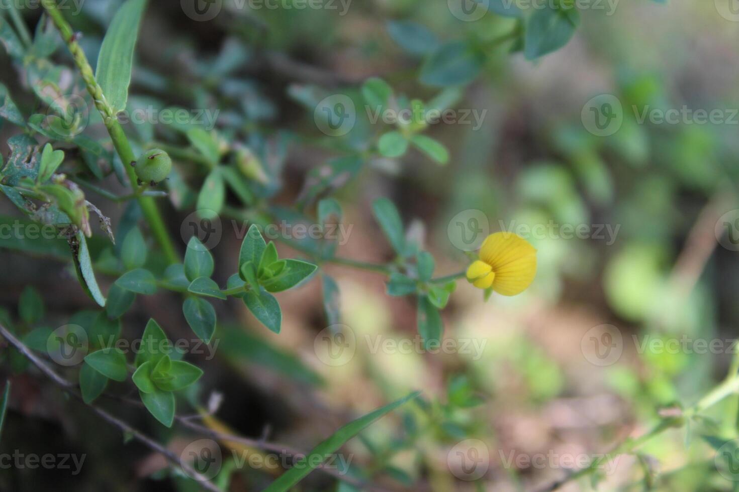 Oxalis exilis, least yellow sorrel or shady woodsorrel photo