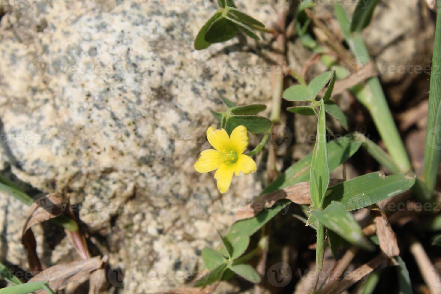 Oxalis exilis, least yellow sorrel or shady woodsorrel photo
