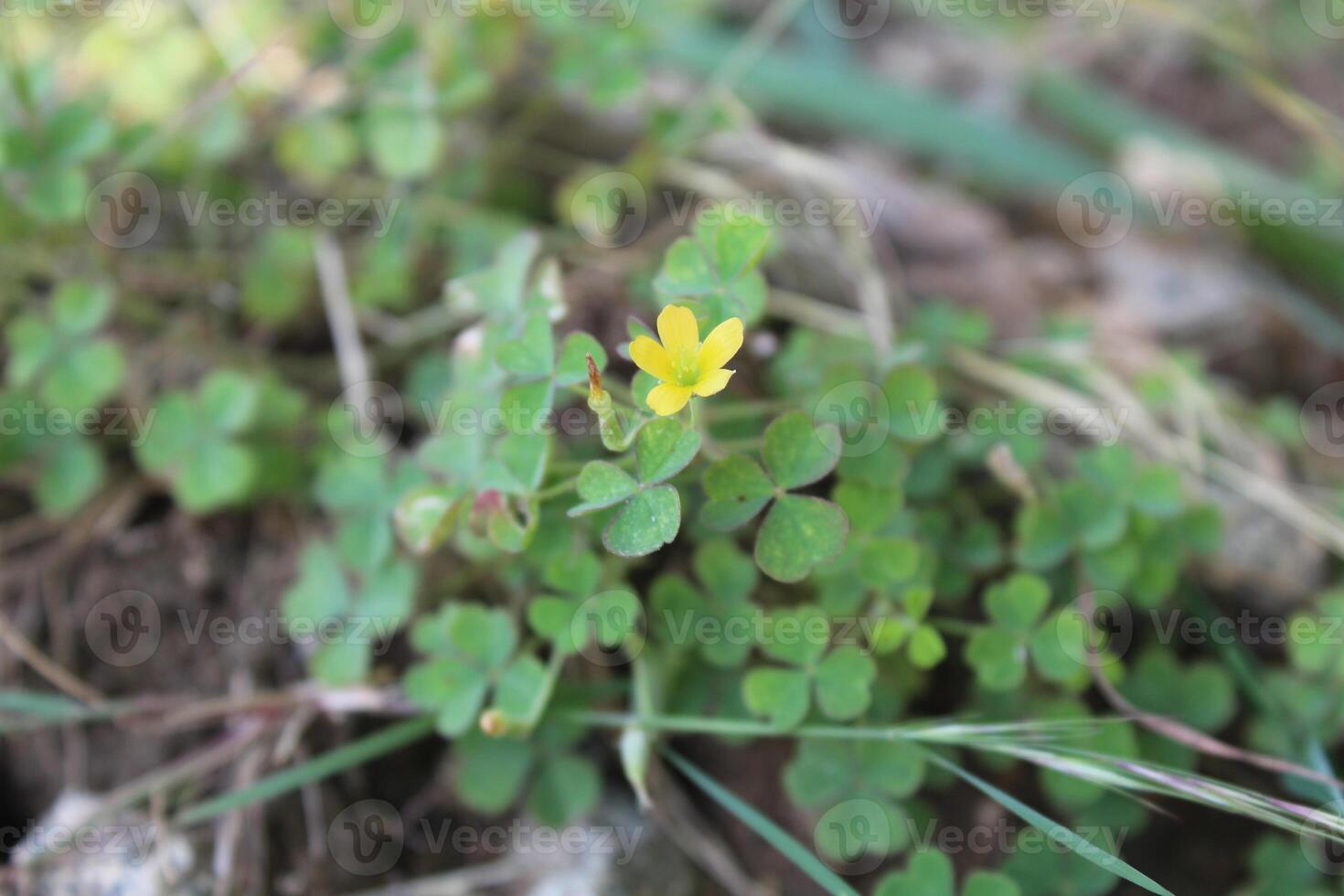 Oxalis exilis, least yellow sorrel or shady woodsorrel photo