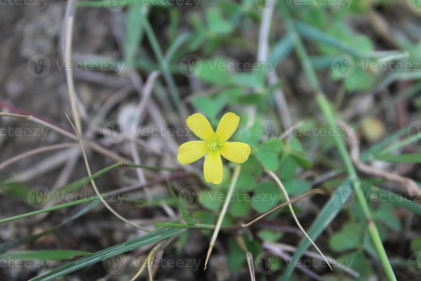 Oxalis exilis, least yellow sorrel or shady woodsorrel photo