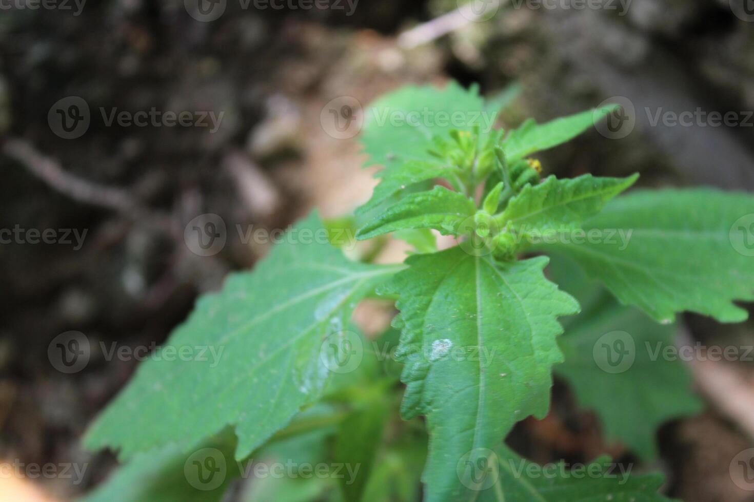 Sigesbeckia orientalis or St. Pauls wort photo