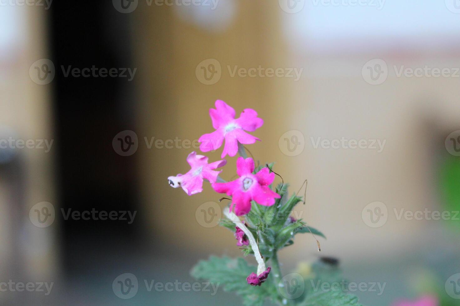 Verbena, Herb of the cross or Vervain Flowers photo